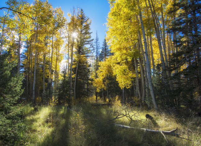 Обои картинки фото природа, лес, деревья