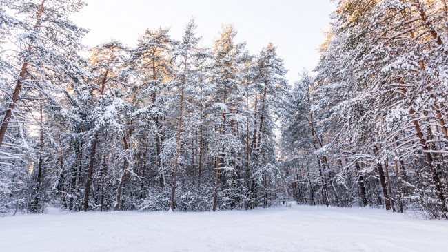 Обои картинки фото природа, зима, снег