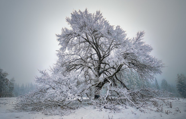 Обои картинки фото природа, зима, снег