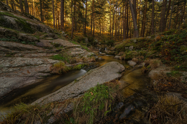 Обои картинки фото природа, лес, деревья