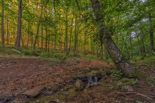 Обои картинки фото природа, лес, деревья