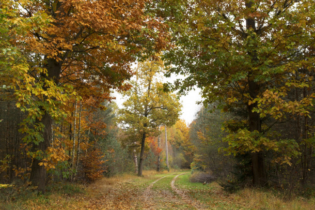 Обои картинки фото природа, дороги, тракт