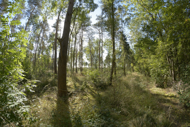 Обои картинки фото природа, лес, деревья