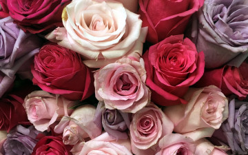 Картинка цветы розы бутоны