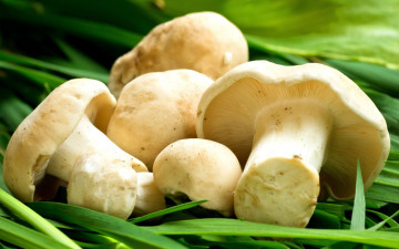Картинка еда грибы +грибные+блюда свежие