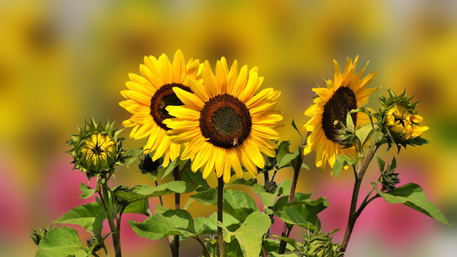 Обои картинки фото цветы, подсолнухи