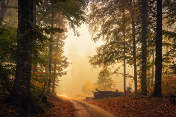 Картинка природа дороги простор