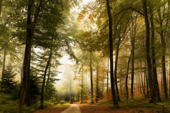 Картинка природа лес простор