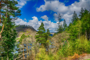 Картинка природа лес простор