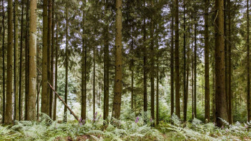 Картинка природа лес деревья