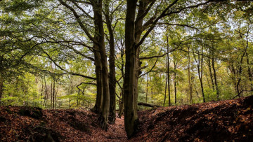 Картинка природа лес осень