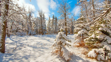 Картинка природа зима снег