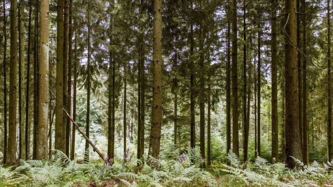 Обои картинки фото природа, лес, деревья