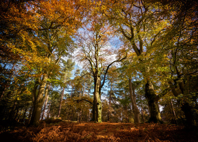 Обои картинки фото природа, лес, простор