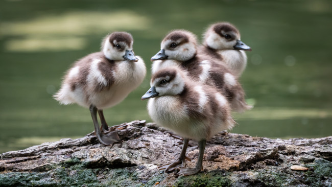 Обои картинки фото животные, утки, птицы, берег, утята, птенцы, водоем, утенок, боке, четыре, выводок