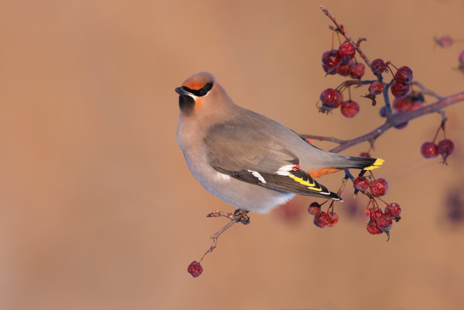 Обои картинки фото животные, свиристели, осень, ягоды, фон, птица, ветка, плоды, свиристель, боярышник