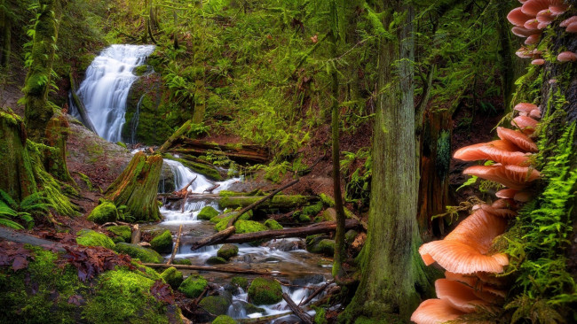 Обои картинки фото coal creek falls, usa, природа, водопады, coal, creek, falls