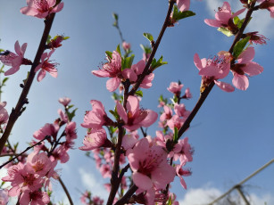 Картинка цветы цветущие+деревья+ +кустарники персик