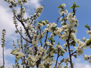 Картинка цветы цветущие+деревья+ +кустарники слива