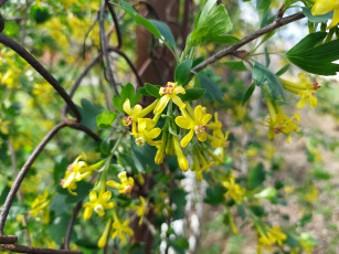 обоя цветы, цветущие овощи,  ягоды, черная, смородина