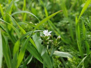 Картинка цветы луговые+ полевые +цветы луговые