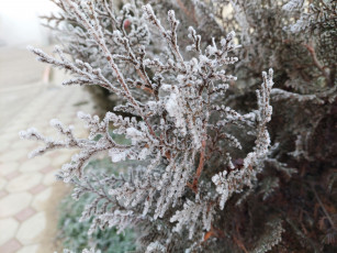 Картинка природа листья иней