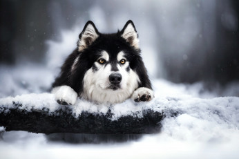 Картинка животные собаки зима