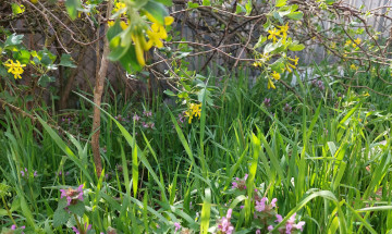 Картинка цветы разные+вместе черная смородина