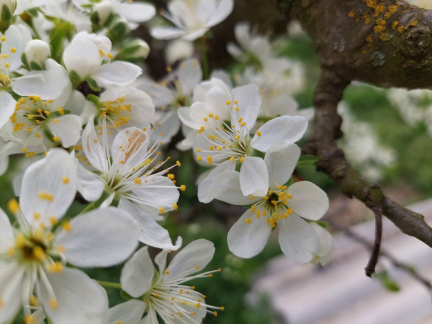 Обои картинки фото цветы, цветущие деревья ,  кустарники, алыча