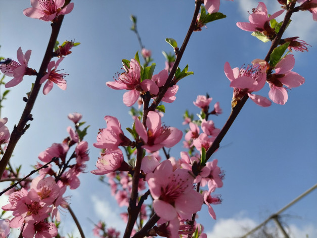 Обои картинки фото цветы, цветущие деревья ,  кустарники, персик