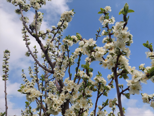 Обои картинки фото цветы, цветущие деревья ,  кустарники, слива