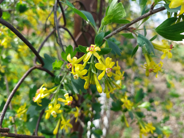 Обои картинки фото цветы, цветущие овощи,  ягоды, черная, смородина