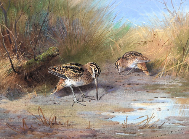 Обои картинки фото рисованное, archibald thorburn, вальдшнепы, трава
