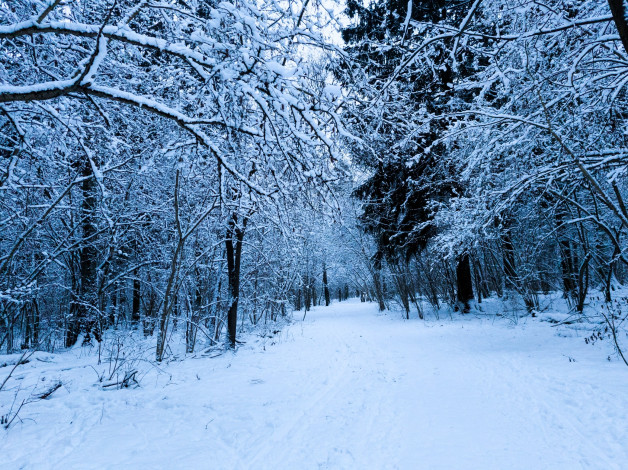 Обои картинки фото природа, лес, снег, зима