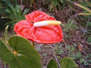 Картинка цветы антуриум цветок фламинго