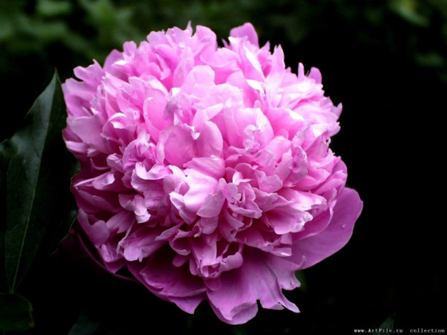 Обои картинки фото цветы, пионы