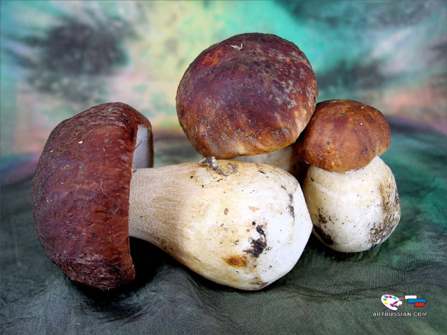 Обои картинки фото еда, грибы, грибные, блюда