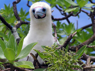 Картинка booby chick животные олуши