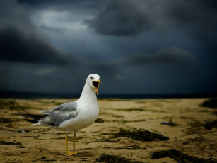 Картинка игорь сидоров поговорим животные Чайки бакланы крачки