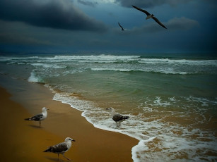 Картинка игорь сидоров прогулки прибоя животные Чайки бакланы крачки