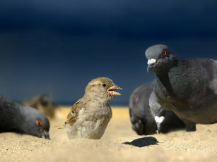 обоя кириллов, анатолий, дружба, дружбой, крошки, врозь, животные, птицы