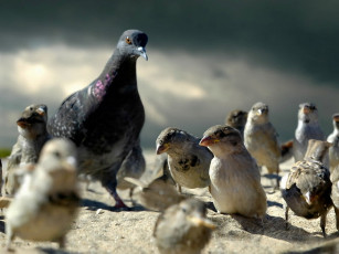 Картинка кириллов анатолий гуливер стране лилипутов животные птицы