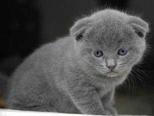 Картинка лариса задумчивости животные коты