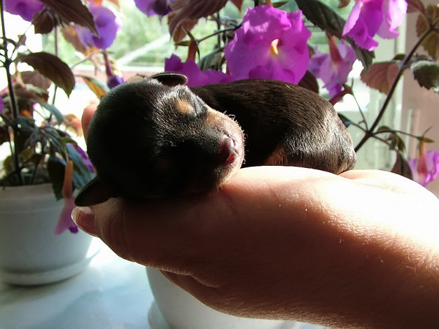 Обои картинки фото князь, игорь, солнечные, ванны, животные, собаки