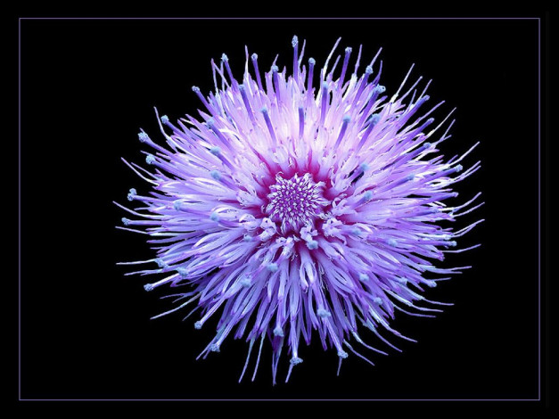 Обои картинки фото thistle, flower, цветы, агератум