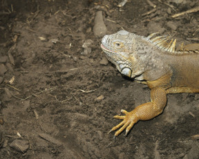 Картинка животные Ящерицы игуаны вараны