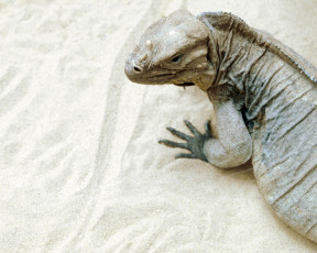 Картинка животные Ящерицы игуаны вараны