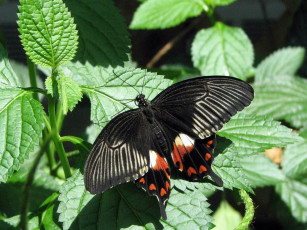 Картинка животные бабочки