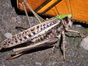 Картинка животные кузнечики саранча