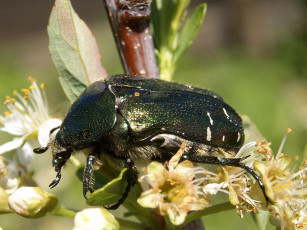 Картинка животные насекомые